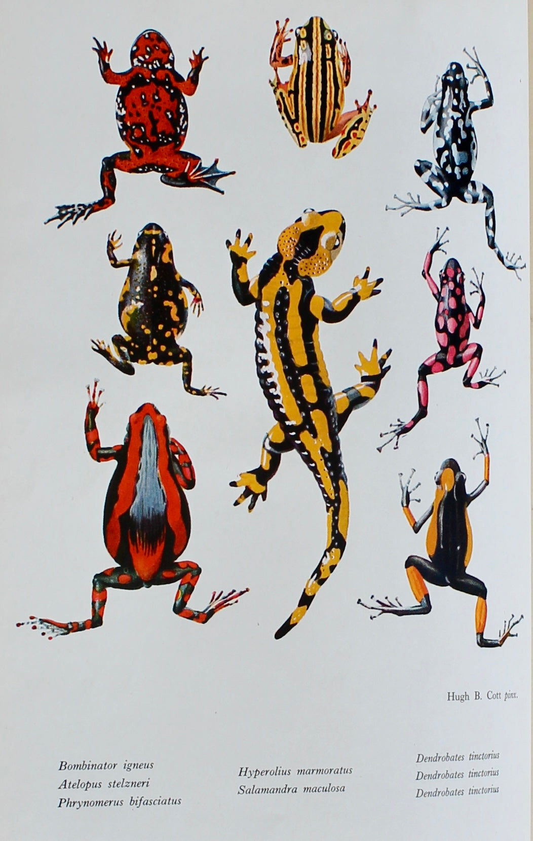 Adaptive Coloration in Animals — Hugh B. Cott (1940)