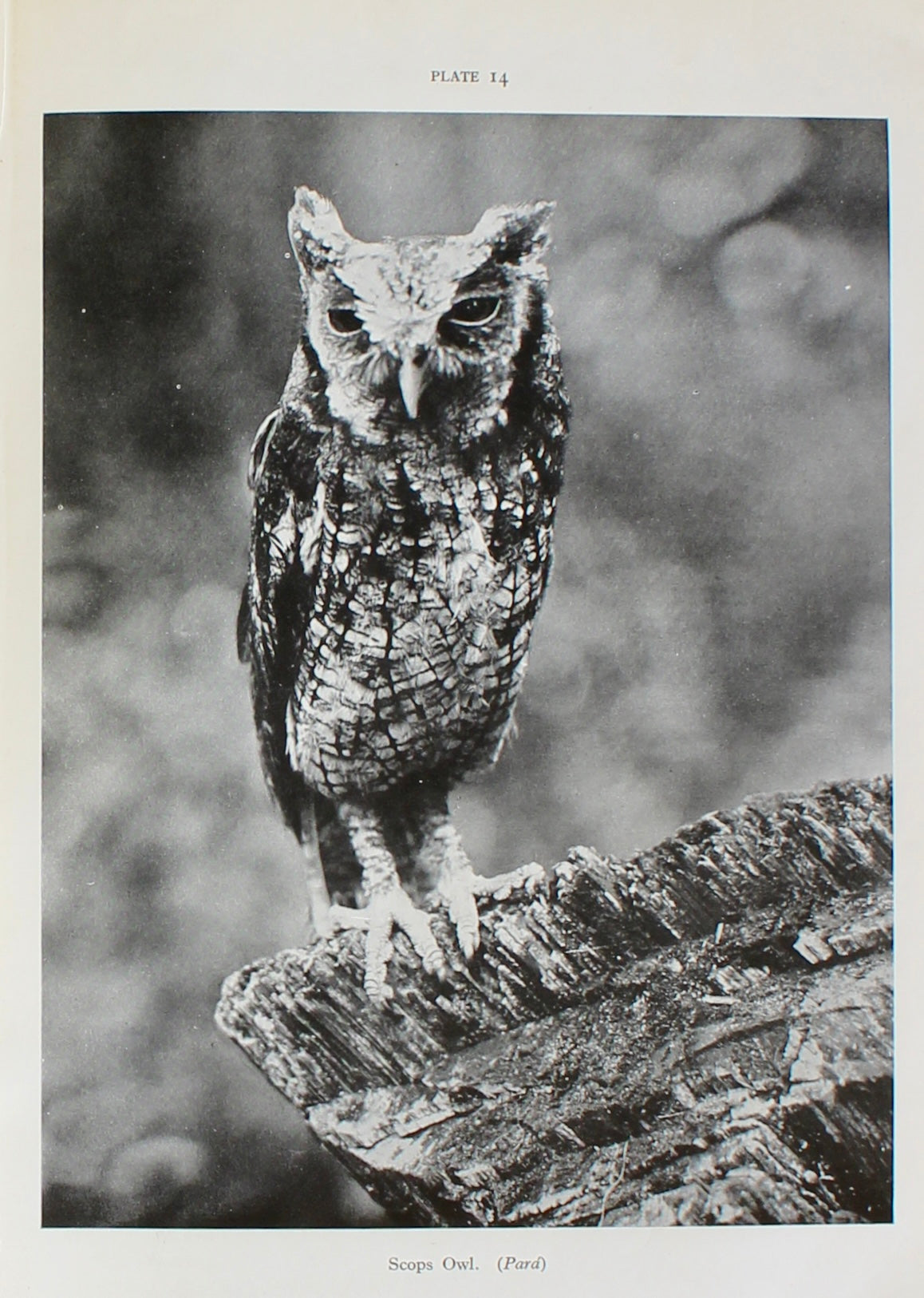 Adaptive Coloration in Animals — Hugh B. Cott (1940)