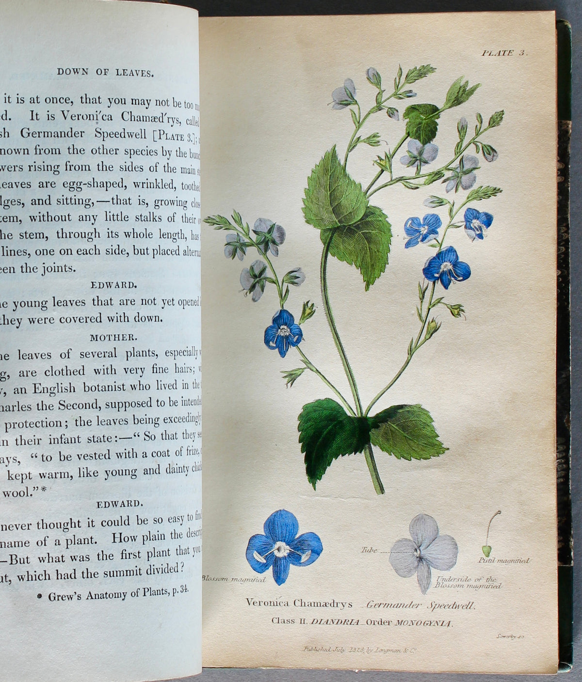 Conversations on Botany — Fitton. Eighth Edition (1834)