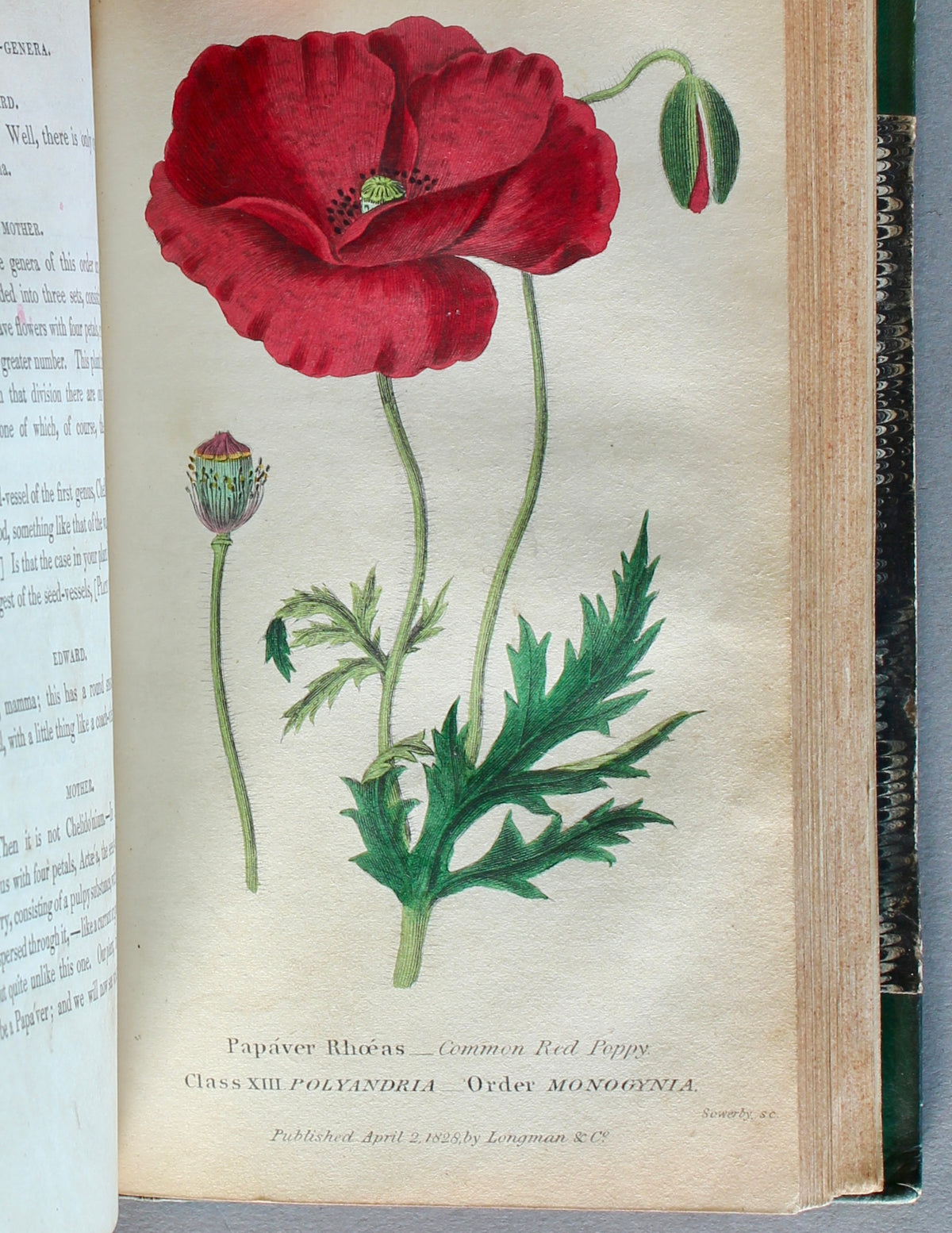 Conversations on Botany — Fitton. Eighth Edition (1834)